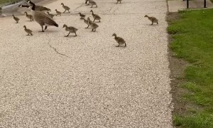 Geese Crossing