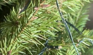 When Your Christmas Tree Hatches Spiders