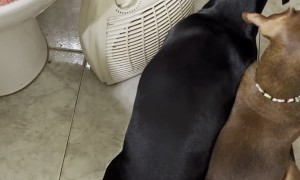 Cold Pups Push For Prime Warm Spot