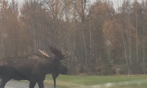 Alaskan Bull Moose Crosses Busy Road