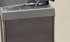 Pigeon Uses Water Fountain as a Bath