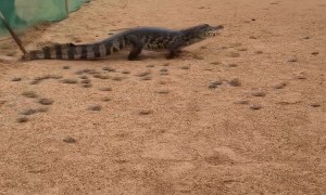 Alligator Feeds on Turtle Hatchlings