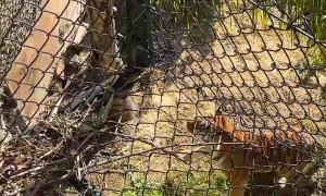 Wild Deer Gets Stuck Alongside Tiger Enclosure