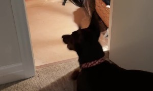 Doberman and Cat Have a Spat