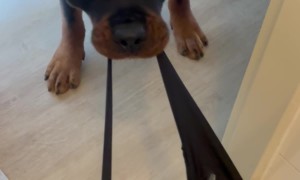 Rottweiler Brings Chaos to the Bathroom
