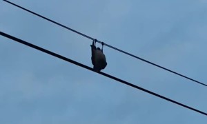 Our Silly Little Crow Friend