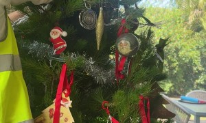 And a Possum in a Pine Tree