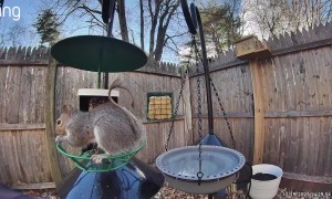 Just When You Think You Finally Squirrel-Proofed Your Bird Feeder