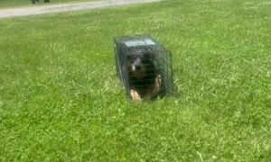 Who We Choose to Protect Our Farm