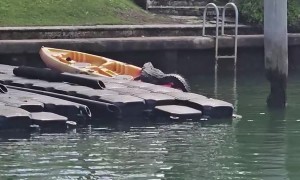 Crocodile Sunbathing in a Kayak