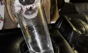 Dog Makes Funny Face While Drinking Water