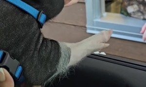 Mini Pig Kevin Bacon Enjoys Pup Cup