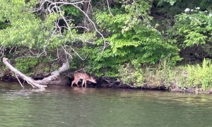 Kind Man Rescues a Baby Deer