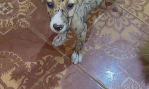 Dogs Get a Marker Makeover