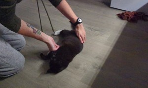 Bibs Likes Being Spun