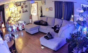 Buckwheat Falls Off the Couch