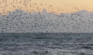 Murmuration of Starlings Above the Sea in Brighton