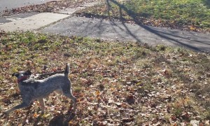 Heeler Rounds Up Fallen Leaves