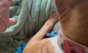 Dog Attempting to Break My Bracelet