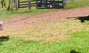 Heeler Pup Takes Horse On A Walk