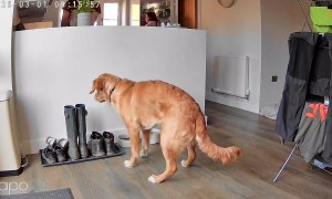 Golden Waits Patiently for Permission to Eat