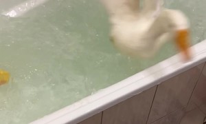 Goose Creates Bathtime Chaos