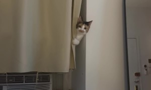 Mabel Does Not Want to Be Disturbed