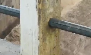 Dog Cornered Next to a Flood