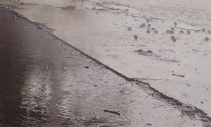 Happy Pup Plays In Rainwater Runoff