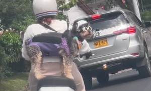 Cool Pup Rides on a Motorcycle