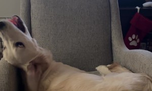 Playful Golden Falls Off Chair Onto Sleeping Husky