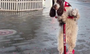 Bonnie the Reindeer Dog Scootering Through Town