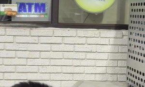 Bear Finds Happy Meal in Garbage