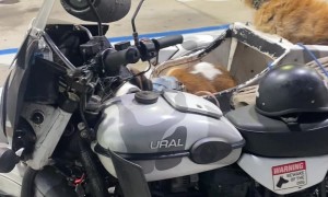 Dog Packs Rides Along In Motorcycle Sidecar