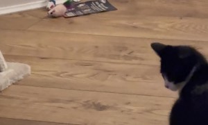 Kitten Shows No Fear While Playing With Large Spider
