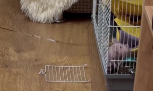 Rat Takes Tinsel to Decorate Its Home