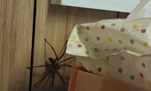 Huntsman Spiders Have Family Reunion