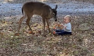 Toddler Loves Neighborhood Deer