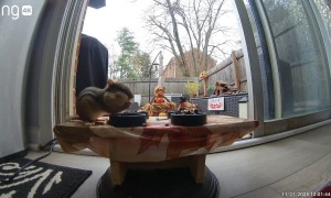 Chipmunk Joins Homeowner For Breakfast