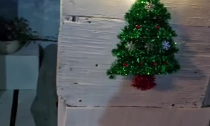 Dog's House Gets Christmas Decorations Too