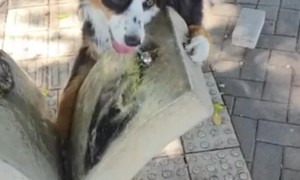 Dog Drinks From Water Well By Herself