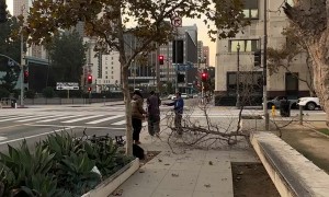 BMX Rider Knocks Tree Down on Streetwear Brand Owner