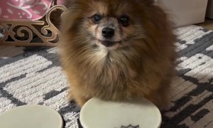 He Needed His Christmas Hat Off to Show Off His Drumming Skills
