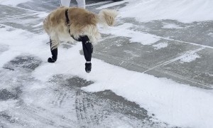 Dogs Aren't Fans Of Winter Suspenders