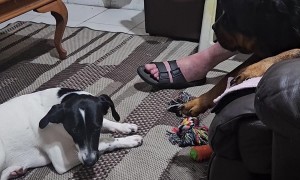 How to Steal a Rottweiler's Toy