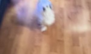 Toni the Dancing Dog