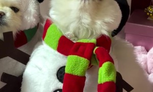 Snowman Gurgles and Howls