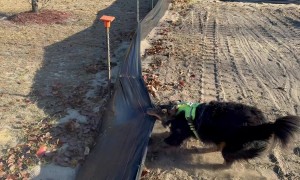 Australian Shepherd Helps Take Down Silt Fence