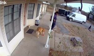 Delivery Driver Plays With Golden Retriever
