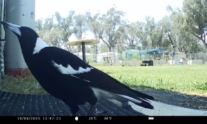 Magpie Perfectly Imitates Horse